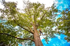 Professional Tree Removal in Surf City, NC