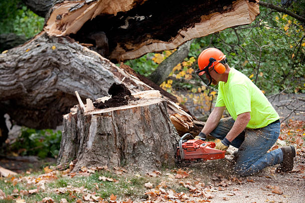 Best Lawn Disease Treatment  in Surf City, NC