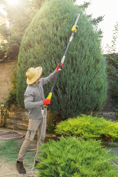 Best Tree Health Inspection  in Surf City, NC
